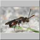 Nomada sheppardana s.str. - Wespenbiene w01c 4mm TerasseFugen det.jpg